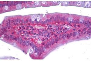 Anti-RAC1 antibody IHC staining of human small intestine.