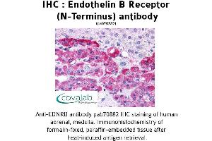 Image no. 1 for anti-Endothelin Receptor Type B (EDNRB) (Extracellular Domain), (N-Term) antibody (ABIN1734028) (EDNRB anticorps  (Extracellular Domain, N-Term))