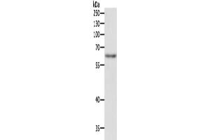 Western Blotting (WB) image for anti-TRAF3 Interacting Protein 2 (TRAF3IP2) antibody (ABIN2422287) (TRAF3IP2 anticorps)