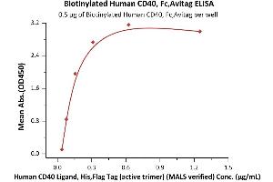 Immobilized Biotinylated Human CD40, Fc,Avitag (ABIN5674593,ABIN6253701) at 5 μg/mL (100 μL/well) on Streptavidin  precoated (0. (CD40 Protein (CD40) (AA 21-193) (Fc Tag,AVI tag,Biotin))