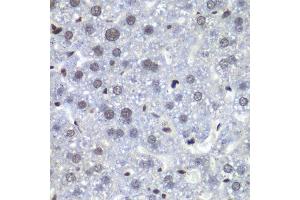Immunohistochemistry of paraffin-embedded mouse liver using RBBP5 antibody.