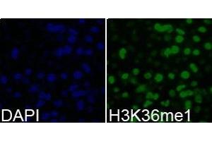 Immunofluorescence analysis of 293T cell using H3K36me1 antibody. (Histone 3 anticorps  (H3K36me))