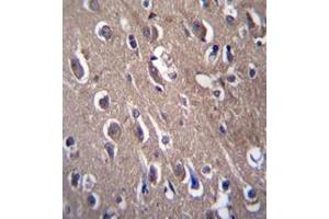 Immunohistochemistry analysis in formalin fixed and paraffin embedded human brain tissue reacted with PON2 Antibody (N-term) followed which was peroxidase conjugated to the secondary antibody and followed by DAB staining. (PON2 anticorps  (N-Term))