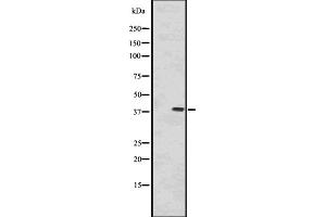 Western blot analysis of PP1α using HeLa whole cell lysates