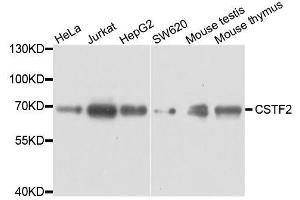 Western blot analysis of extracts of various cell lines, using CSTF2 antibody. (CSTF2 anticorps  (AA 1-180))