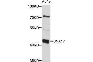 Western blot analysis of extracts of A-549 cells, using SNX17 antibody (ABIN4905260) at 1:1000 dilution.