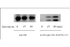 Western blot analysis of extracts from 1 μg/mL Anisomycin treated Hela cells. (JNK Kit ELISA)
