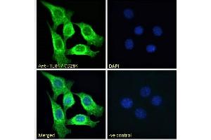 (ABIN7013877) Immunofluorescence analysis of paraformaldehyde fixed NIH3T3 cells, permeabilized with 0.