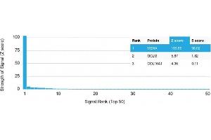 Analysis of Protein Array containing more than 19,000 full-length human proteins using ENAH / MENA Mouse Monoclonal Antibody (ENAH/1988) Z- and S- Score: The Z-score represents the strength of a signal that a monoclonal antibody (Monoclonal Antibody) (in combination with a fluorescently-tagged anti-IgG secondary antibody) produces when binding to a particular protein on the HuProtTM array.