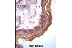 Kallikrein 7(KLK7) Antibody immunohistochemistry analysis in formalin fixed and paraffin embedded human skin tissue followed by peroxidase conjugation of the secondary antibody and DAB staining. (Kallikrein 7 anticorps  (AA 67-97))