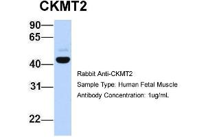 Host: Rabbit Target Name: CKMT2 Sample Type: Human Fetal Muscle Antibody Dilution: 1. (CKMT2 anticorps  (C-Term))