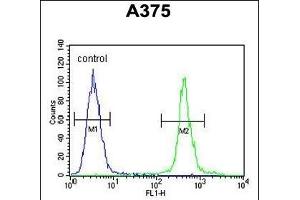 AL2SA Antibody (N-term) (ABIN654732 and ABIN2844420) flow cytometric analysis of  cells (right histogram) compared to a negative control cell (left histogram). (ALS2CR11 anticorps  (N-Term))