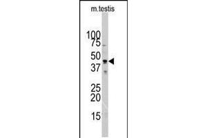 Western blot analysis of ACTB/ACTC Antibody in mouse testis tissue lysates (35ug/lane). (Actin anticorps  (N-Term))