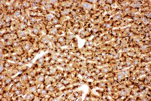 Anti-Cathepsin D Picoband antibody,  IHC(P): Mouse Liver Tissue (Cathepsin D anticorps  (AA 65-410))