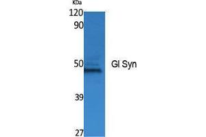 Western Blotting (WB) image for anti-Gl Syn (Internal Region) antibody (ABIN3180966) (Gl Syn (Internal Region) anticorps)