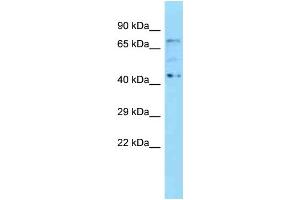 WB Suggested Anti-Kbtbd5 Antibody Titration: 1. (KBTBD5 anticorps  (N-Term))