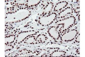 Image no. 9 for anti-Fragile X Mental Retardation 1 (FMR1) (AA 36-279) antibody (ABIN1491454)