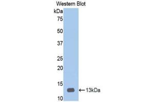 Western blot analysis of recombinant Human HPA. (HPSE anticorps  (AA 34-115))
