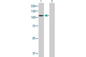 Western Blot analysis of VPS54 expression in transfected 293T cell line by VPS54 MaxPab polyclonal antibody. (VPS54 anticorps  (AA 1-824))