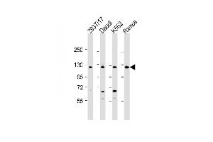 All lanes : Anti-BACH2 Antibody (C-term) at 1:2000 dilution Lane 1: 293T/17 whole cell lysate Lane 2: Daudi whole cell lysate Lane 3: K562 whole cell lysate Lane 4: Ramos whole cell lysate Lysates/proteins at 20 μg per lane. (BACH2 anticorps  (C-Term))