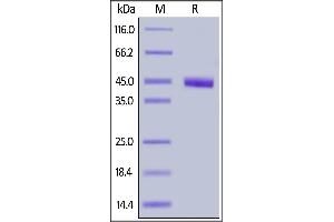 Cynomolgus Nectin-4, His Tag on  under reducing (R) condition.