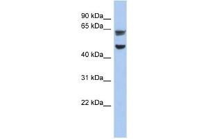 ZP1 antibody used at 1 ug/ml to detect target protein. (ZP1 anticorps)