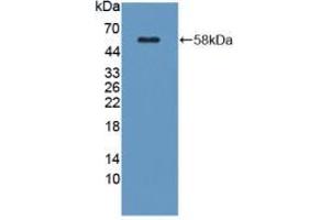 Western blot analysis of recombinant Mouse KLK1. (Kallikrein 1 anticorps  (AA 27-261))