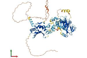 AlphaFold protein structure predicition of Human Recombinant PARP6 Protein, UniprotID Q2NL67