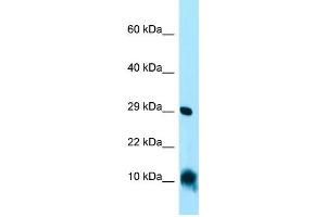 WB Suggested Anti-CISD1 Antibody Titration: 1.