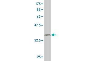 Western Blot detection against Immunogen (36. (PNN anticorps  (AA 201-300))