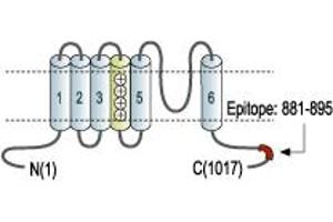 Representative domain view of the target of ABIN7885314.
