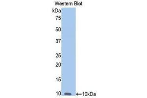 Western Blotting (WB) image for anti-Nitric Oxide Synthase 2, Inducible (NOS2) (AA 868-909) antibody (ABIN1860032) (NOS2 anticorps  (AA 868-909))