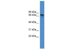 NRP1 antibody used at 0.