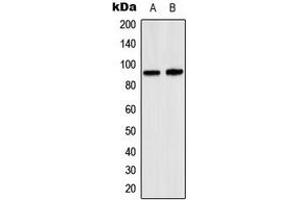 Western blot analysis of SP1 expression in K562 (A), A431 (B) whole cell lysates.