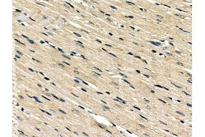 ABIN6260195 and ABIN6266499 at 1/100 staining Rat heart tissue by IHC-P. (BAK1 anticorps  (N-Term))