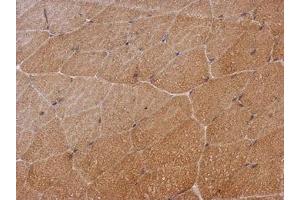 Image no. 1 for anti-SH2 Domain Containing 3C (SH2D3C) (C-Term) antibody (ABIN1491927) (SH2D3C anticorps  (C-Term))