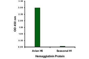 ELISA analysis of Influenza A virus hemagglutinin HA1 protein with 2 ug/mL Influenza A virus hemagglutinin HA1 monoclonal antibody, clone 4E10C10 . (Hemagglutinin anticorps  (AA 17-338))