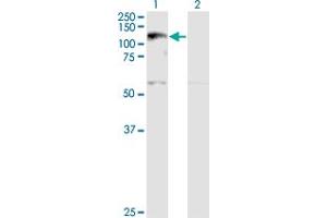 Western Blot analysis of XPO5 expression in transfected 293T cell line by XPO5 monoclonal antibody (M01A), clone 2C5-1B3. (XPO5 anticorps  (AA 1-280))