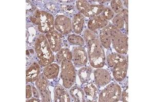 Immunohistochemical staining of human kidney with LHFPL2 polyclonal antibody  shows moderate cytoplasmic positivity in cells in tubules. (LHFPL2 anticorps)