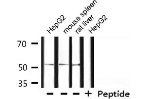 Western blot analysis of extracts from HepG2, mouse spleen, rat liver , using OCT2 Antibody.