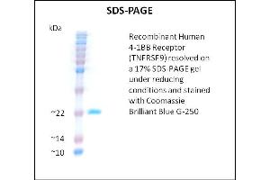 SDS-PAGE (SDS) image for Tumor Necrosis Factor Receptor Superfamily, Member 9 (TNFRSF9) (Active) protein (ABIN5509458) (CD137 Protéine)