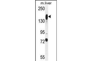 Western blot analysis in mouse liver tissue lysates (35ug/lane). (ASXL1 anticorps  (AA 521-549))