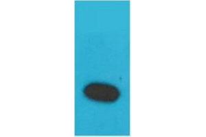 Western Blot (WB) analysis of Recombinant Human TNF a Protein with TNF alpha Rabbit Polyclonal Antibody diluted at 1:2000. (TNF alpha anticorps)