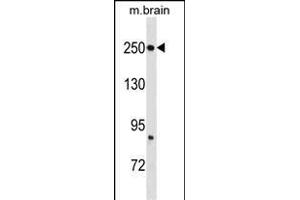 FASN Antibody (Center) (ABIN1537694 and ABIN2843867) western blot analysis in mouse brain tissue lysates (35 μg/lane).
