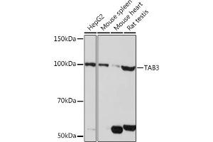 Western blot analysis of extracts of various cell lines, using T pAb (ABIN7270794) at 1:1000 dilution.