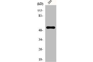 Western Blot analysis of K562 cells using E4BP4 Polyclonal Antibody (NFIL3 anticorps  (Internal Region))
