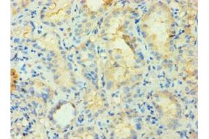 Immunohistochemistry of paraffin-embedded human kidney tissue using ABIN7163201 at dilution of 1:100