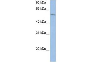 WB Suggested Anti-FAM20C Antibody Titration:  0. (FAM20C anticorps  (Middle Region))