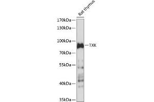 Western blot analysis of extracts of rat thymus, using TXK antibody (ABIN7271114) at 1:1000 dilution.