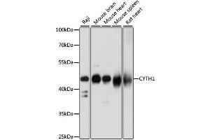 Western blot analysis of extracts of various cell lines, using CYTH1 antibody (ABIN6290272) at 1:1000 dilution. (Cytohesin 1 anticorps)
